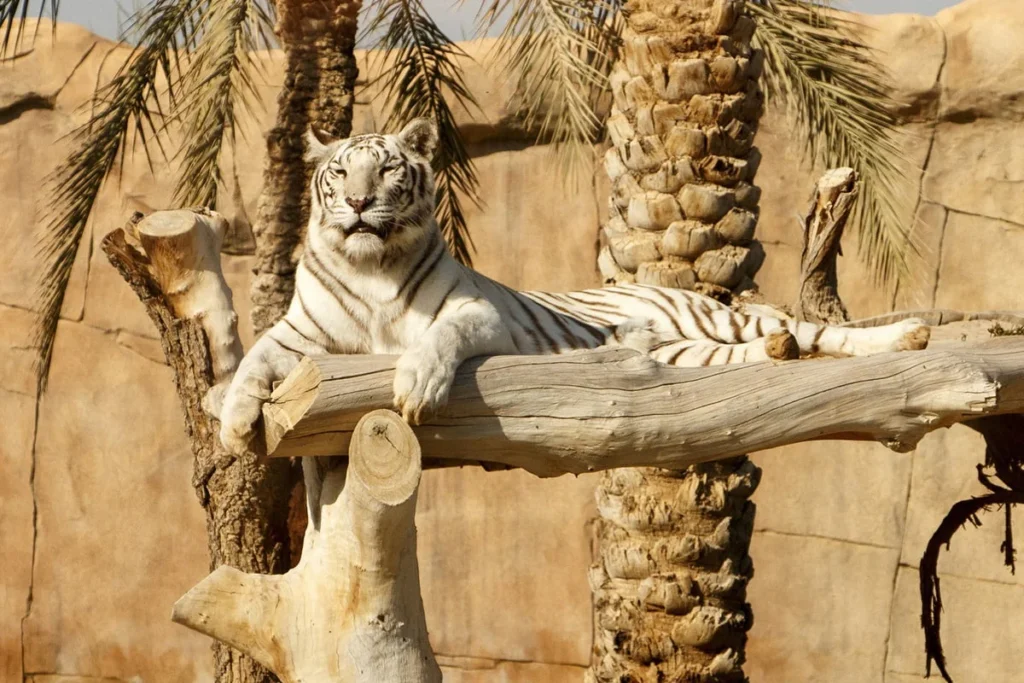 The Al Ain Zoo