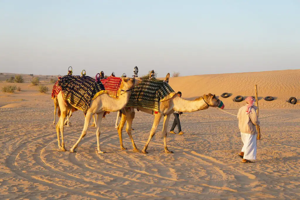 Camel tour in the desert of Dubai