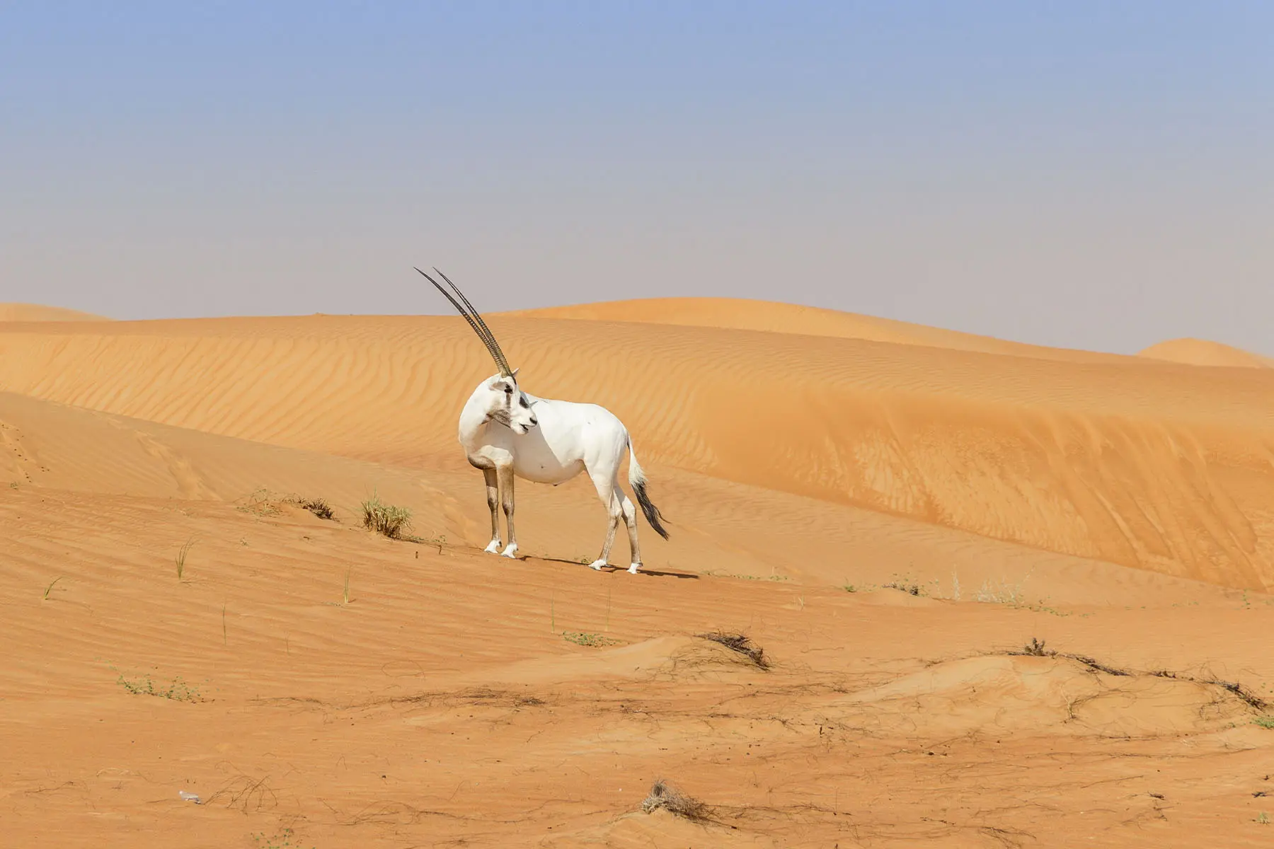 Dubai Desert Conservation Reserve